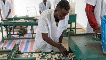 First batch of Congo's poria products under China's zero-tariff policy shipped to China