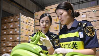 首批秘鲁香蕉经“钱凯—上海”海运航线进入中国市场