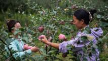 Early-ripening apples in China's Guizhou enter harvest season