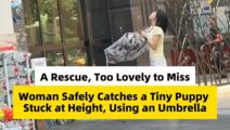 ChinaInNumbers | A rescue, too lovely to miss