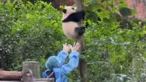 ChinaInNumbers | Baby panda climbs down from a tree