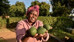 Tanzania's avocado exports surpass 2030 target, with China among key markets
