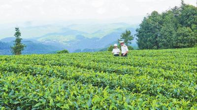 小茶园收获大信心——云南外贸一线观察