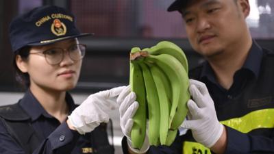 秘鲁香蕉空运抵沪参展第九届进博会