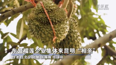 东盟榴莲企业集体来昆明“相亲”