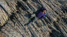 A sweeter deal for Guangxi's sugarcane
