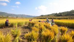 Interview: Chinese companies "key allies" in Colombia's agricultural development, says expo executive