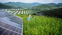 China boasts world's largest, fastest-growing renewable energy system: official