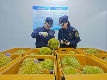 郑州至曼谷货运航线复航  泰国鲜果直抵中原“果盘”
