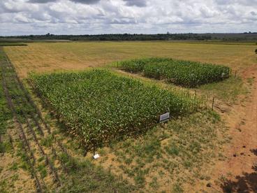 中巴联手修复亚马孙退化土地 探索雨林保护“双赢”之路