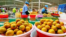 South China's "golden oranges" eye broader market with quality upgrades