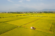China allocates 10 bln yuan in subsidies to grain farmers