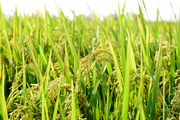 China's agricultural water-use efficiency improves