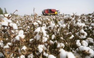 China's cotton output up in 2022