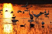China's ecological environment improved greatly over past decade: CAS 