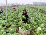 China ups efforts to ensure production, supply of vegetables amid cold wave