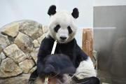 China welcomes panda Eimei and twin cubs back home from Japan