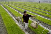 Asia Album: Chinese seeds, machines boon for Bangladeshi farmers' rice output