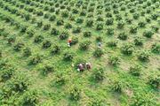 Modern orah mandarin industry boosts farmer's livelihood