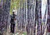 China revises down sugar output forecast for 2022-2023