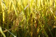 China earmarks funds for crop pest control