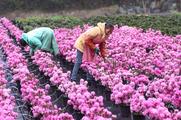 China aims to achieve annual flower sales of over 100 bln USD by 2035