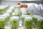 Guizhou accelerates promotion and application of smart agriculture with development of big data