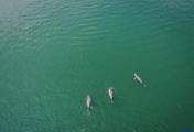 10-year fishing ban improves biodiversity in Yangtze River