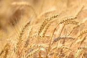 Xinhua Commentary: China's summer grain harvest offers relief for inflation-plagued world
