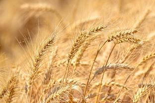 Xinhua Commentary: China's summer grain harvest offers relief for inflation-plagued world