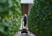 China's agricultural produce prices edge up