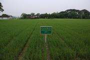 Chinese firm shares rice planting technology with Myanmar farmers 