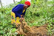 Chinese scientists plan to boost cassava yields in Africa