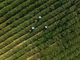 China releases first pan-genome map of tea plant