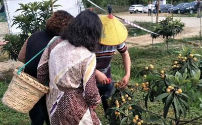 芜湖繁昌区繁阳镇：让白玉枇杷成为农民共富的“金果果”