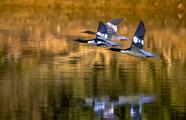China to launch three-year campaign to strengthen bird protection