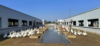 六安金安区翁墩乡：智能养鹅铺就产业振兴致富路