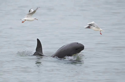 长江东至段：江豚“微笑”里的生态答卷