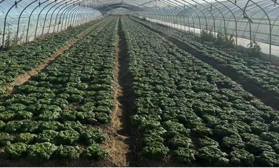 安徽五河小溪镇：小大棚成致富“金钥匙”  乌塌菜变身冬日“黑牡丹”