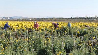 安徽怀远白莲坡镇：金丝皇菊喜获丰收 田间地头奏响致富曲