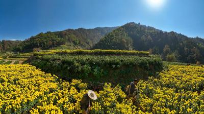 安徽黄山：菊花香飘致富路 美丽产业助振兴