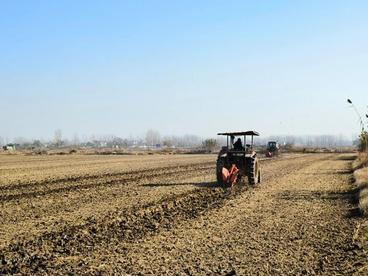 安徽怀远：农技服务护航晚播小麦安全越冬