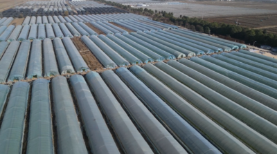 安徽怀远：企业“牵线” 技术“护航”  羊肚菌撑开农户“致富伞”