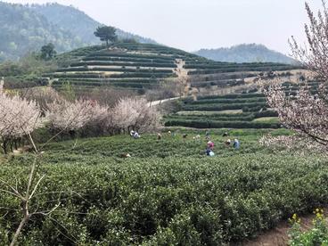 安徽庐江县汤池镇：春染茶山采茶忙  茶旅融合促振兴