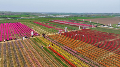 六安市金安区：郁金香花开引客来  农文旅融合“花”前景