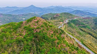 安徽庐江：双顶山上红霞落  杜鹃花开醉春风