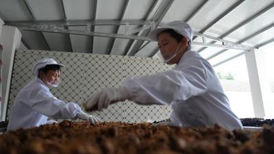 安徽池州烟草：黄精铺就“黄金路”  山水乡村焕新颜