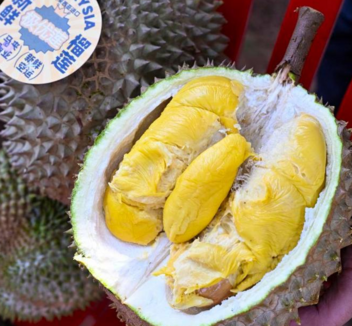 China Focus: China's durian appetite cultivates new growth for Southeast Asian orchards