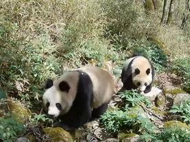 Xinhua Headlines: China's systematic push powers panda protection