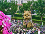 Shanghai's much-loved "Scruffy Dog" stays on